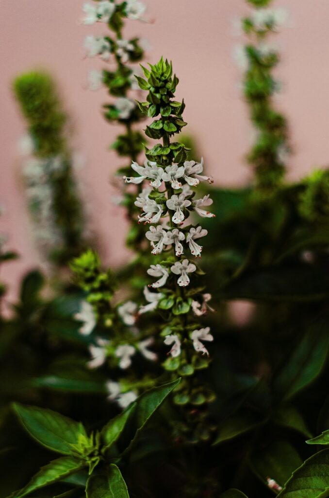 basil, nature, flower, plant, white, flower background, green, bokeh, flower wallpaper, beautiful flowers, leaf