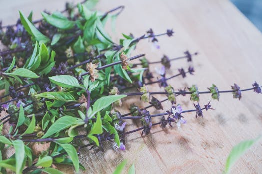 Close-up of fresh Thai basil herbs on a wooden counter for culinary use.